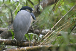 Boat-billed Heron    